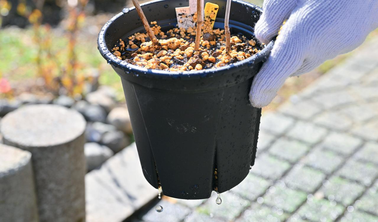 次の開花に差が出る！【鉢植えのヤマアジサイ】の植えかえのタイミングは？手順を詳しく解説（画像24）