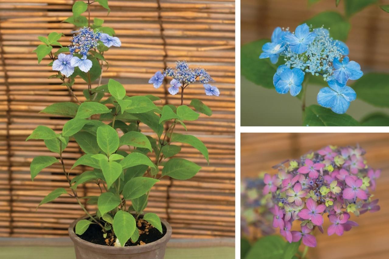 次の開花に差が出る！【鉢植えのヤマアジサイ】の植えかえのタイミングは？手順を詳しく解説