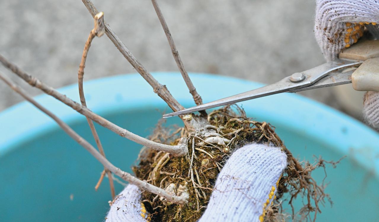 次の開花に差が出る！【鉢植えのヤマアジサイ】の植えかえのタイミングは？手順を詳しく解説（画像18）