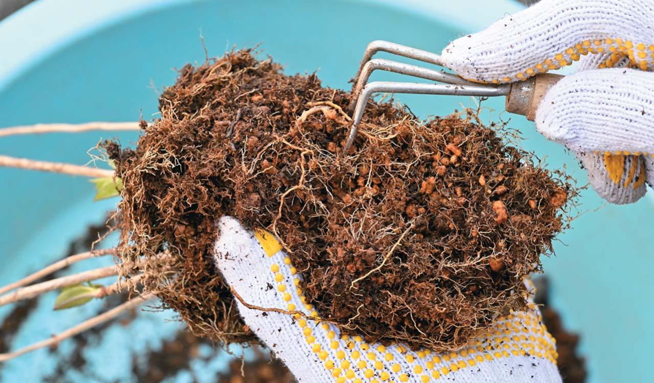 次の開花に差が出る！【鉢植えのヤマアジサイ】の植えかえのタイミングは？手順を詳しく解説（画像15）