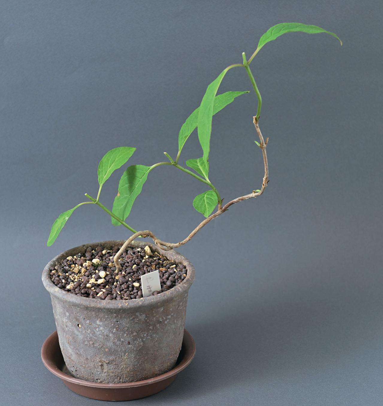 はじめての【ヤマアジサイ鉢栽培】花が終わったらいつ剪定？どこで切る？挿し木で株を増やすには？（画像7）