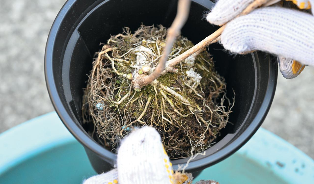 次の開花に差が出る！【鉢植えのヤマアジサイ】の植えかえのタイミングは？手順を詳しく解説（画像20）
