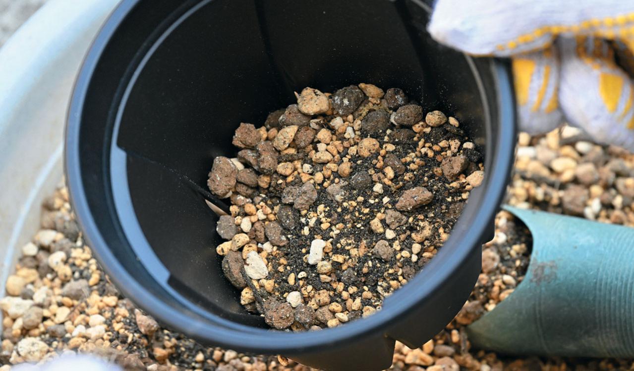 次の開花に差が出る！【鉢植えのヤマアジサイ】の植えかえのタイミングは？手順を詳しく解説（画像21）