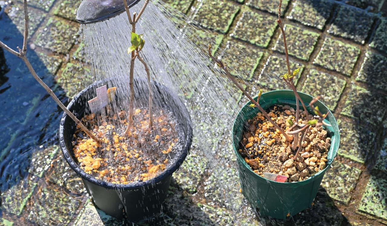 次の開花に差が出る！【鉢植えのヤマアジサイ】の植えかえのタイミングは？手順を詳しく解説（画像23）