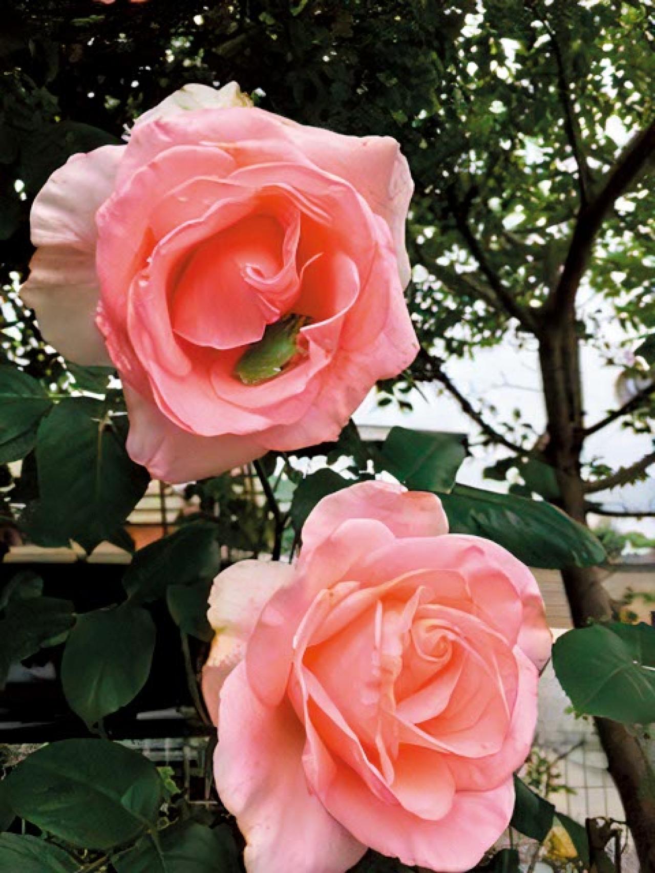 読者の【推し花写真】11選：庭のバラから月下美人、桜までスマホに残した一枚（画像3）