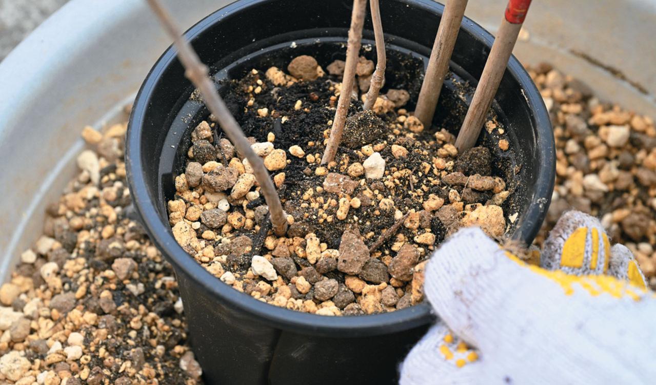 次の開花に差が出る！【鉢植えのヤマアジサイ】の植えかえのタイミングは？手順を詳しく解説（画像22）