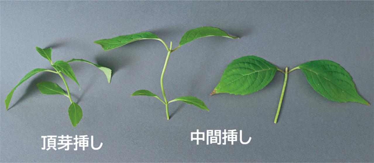 はじめての【ヤマアジサイ鉢栽培】花が終わったらいつ剪定？どこで切る？挿し木で株を増やすには？（画像8）