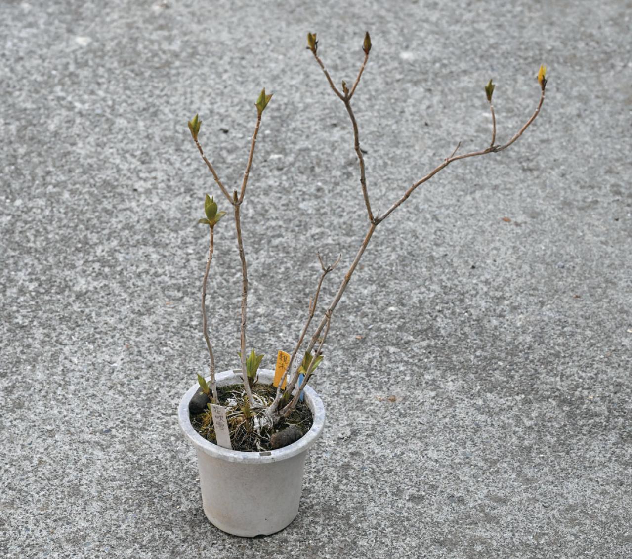 次の開花に差が出る！【鉢植えのヤマアジサイ】の植えかえのタイミングは？手順を詳しく解説（画像2）