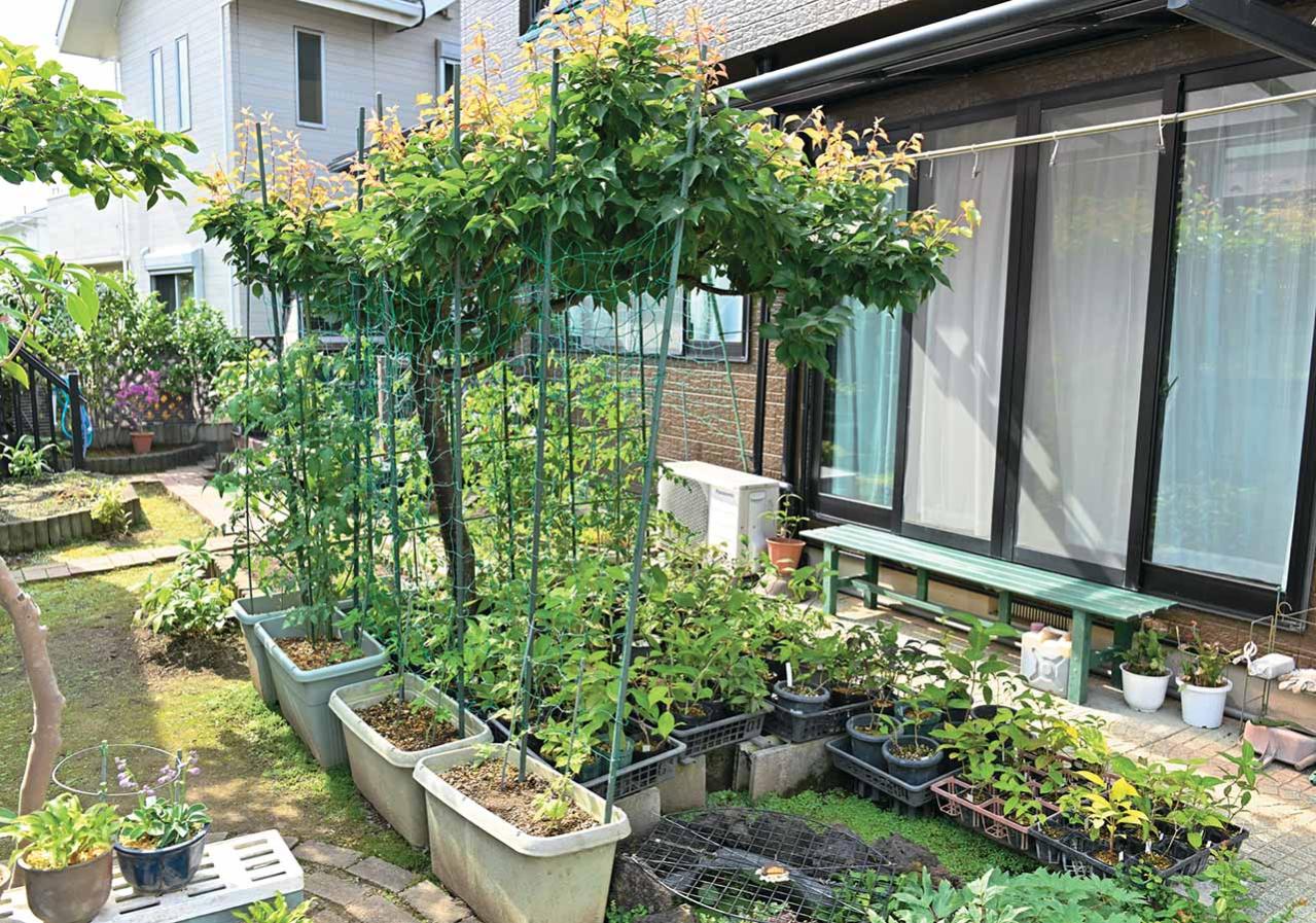 【ヤマアジサイの鉢栽培】夏の管理はここが要点！ 水やり回数と西日対策・風通しの整え方（画像6）