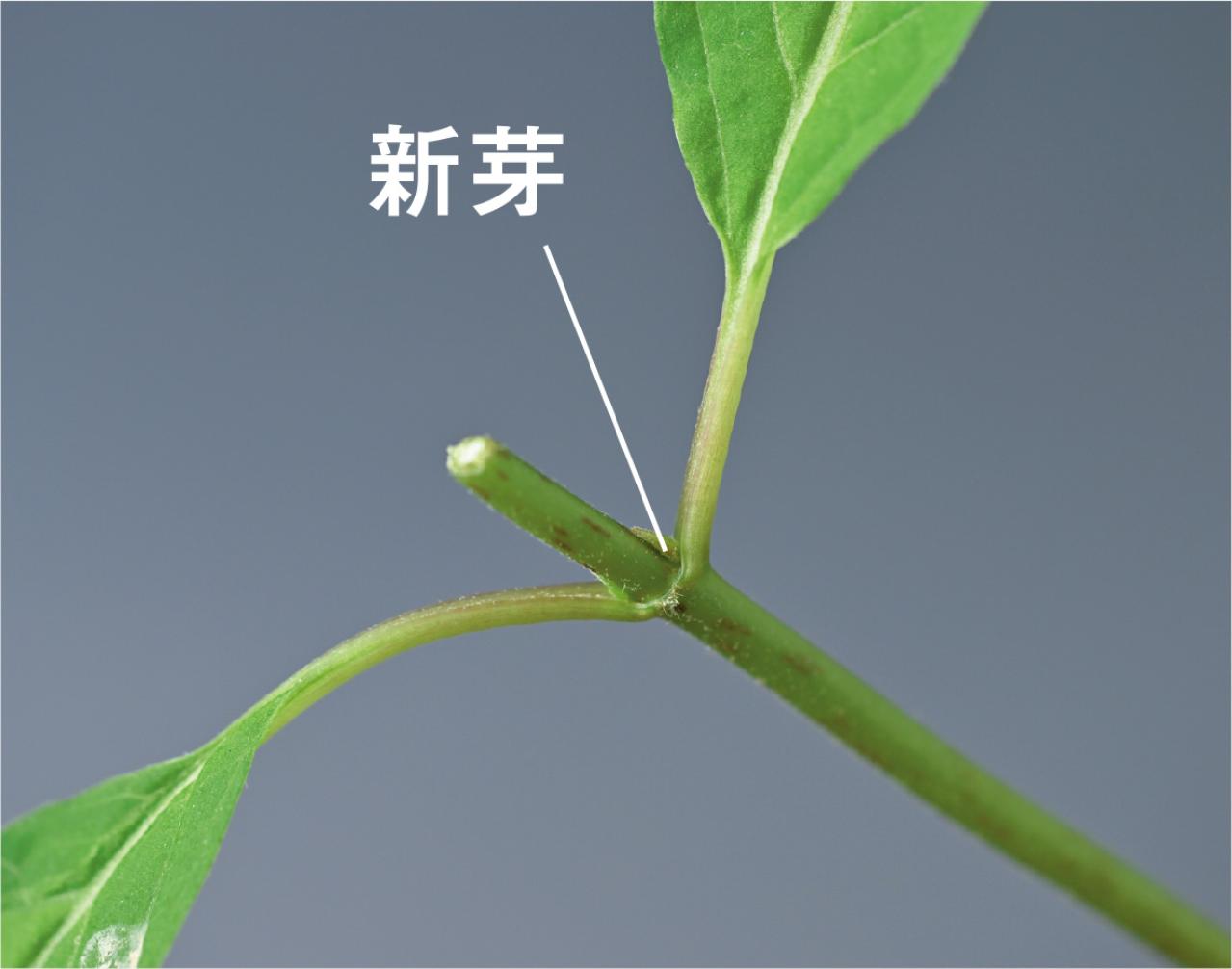 はじめての【ヤマアジサイ鉢栽培】花が終わったらいつ剪定？どこで切る？挿し木で株を増やすには？（画像9）