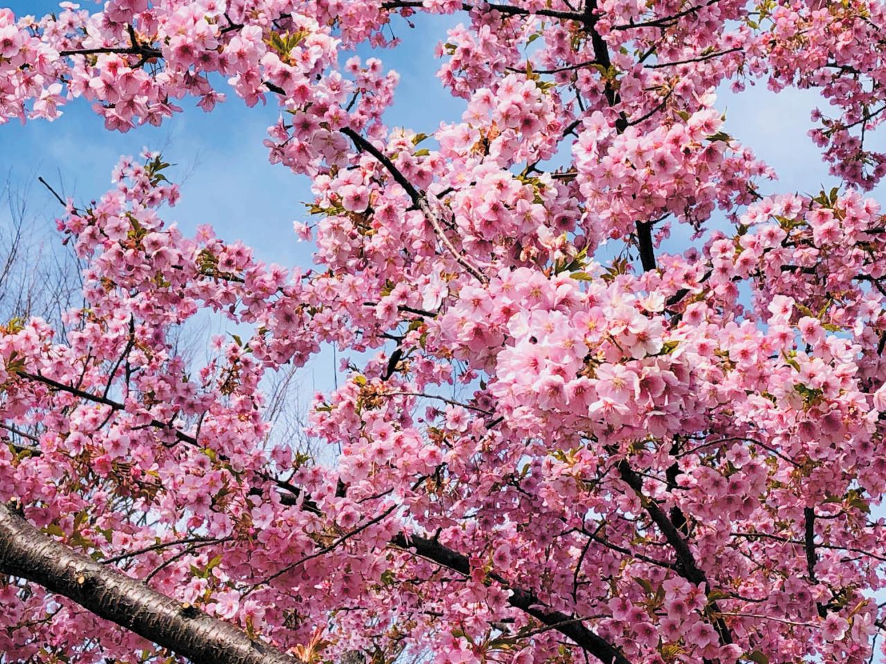 読者の【推し花写真】11選：庭のバラから月下美人、桜までスマホに残した一枚（画像11）