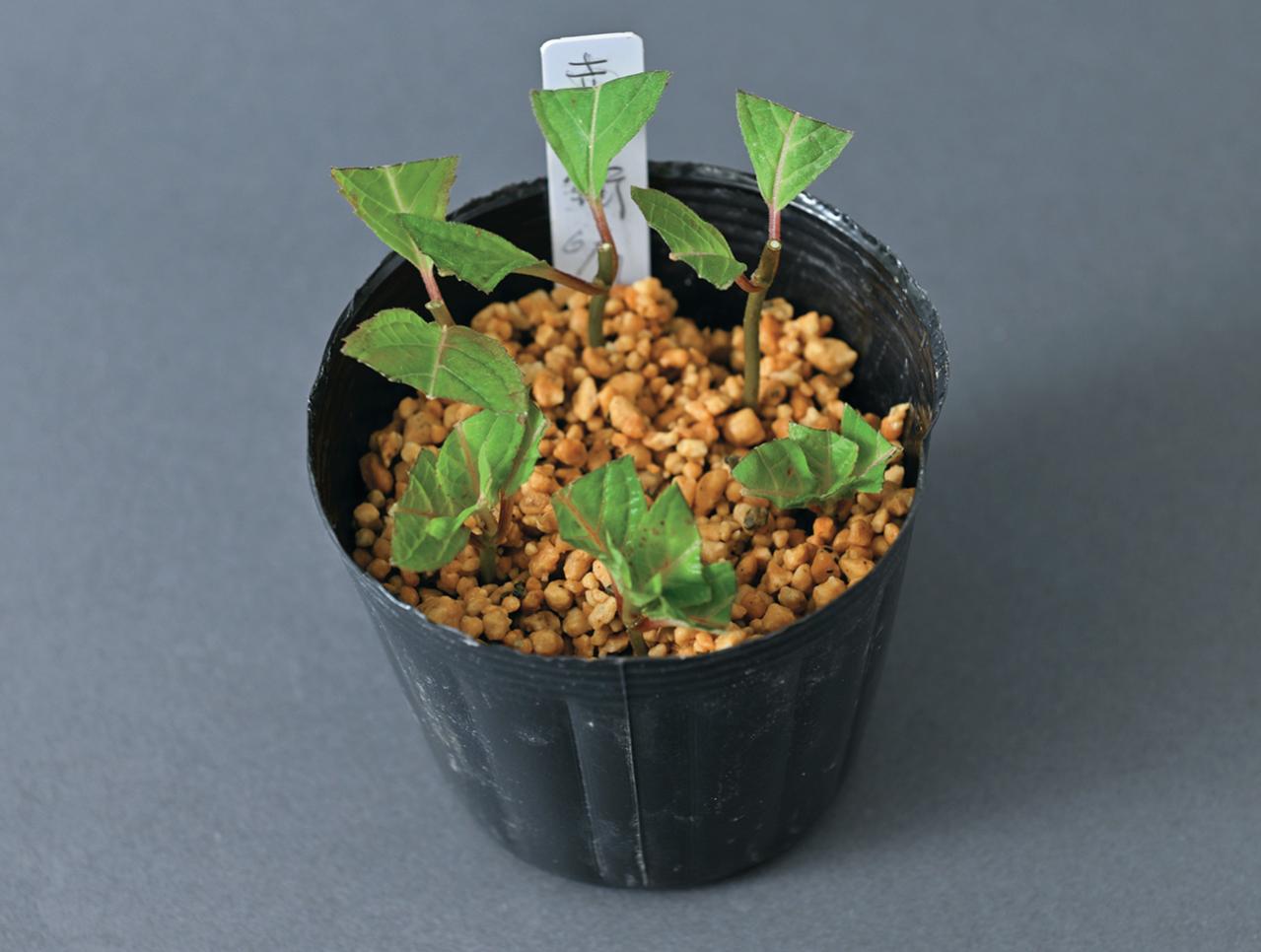 はじめての【ヤマアジサイ鉢栽培】花が終わったらいつ剪定？どこで切る？挿し木で株を増やすには？（画像15）