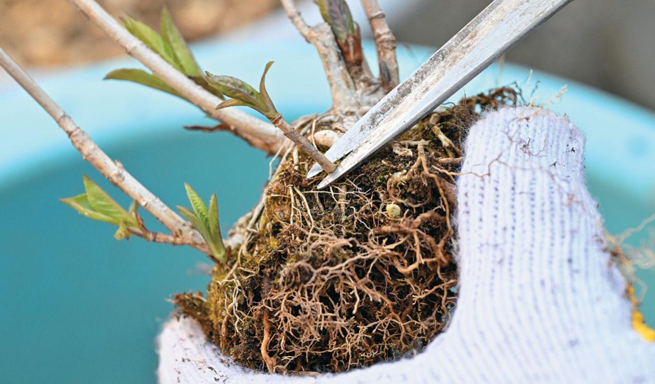 次の開花に差が出る！【鉢植えのヤマアジサイ】の植えかえのタイミングは？手順を詳しく解説（画像17）