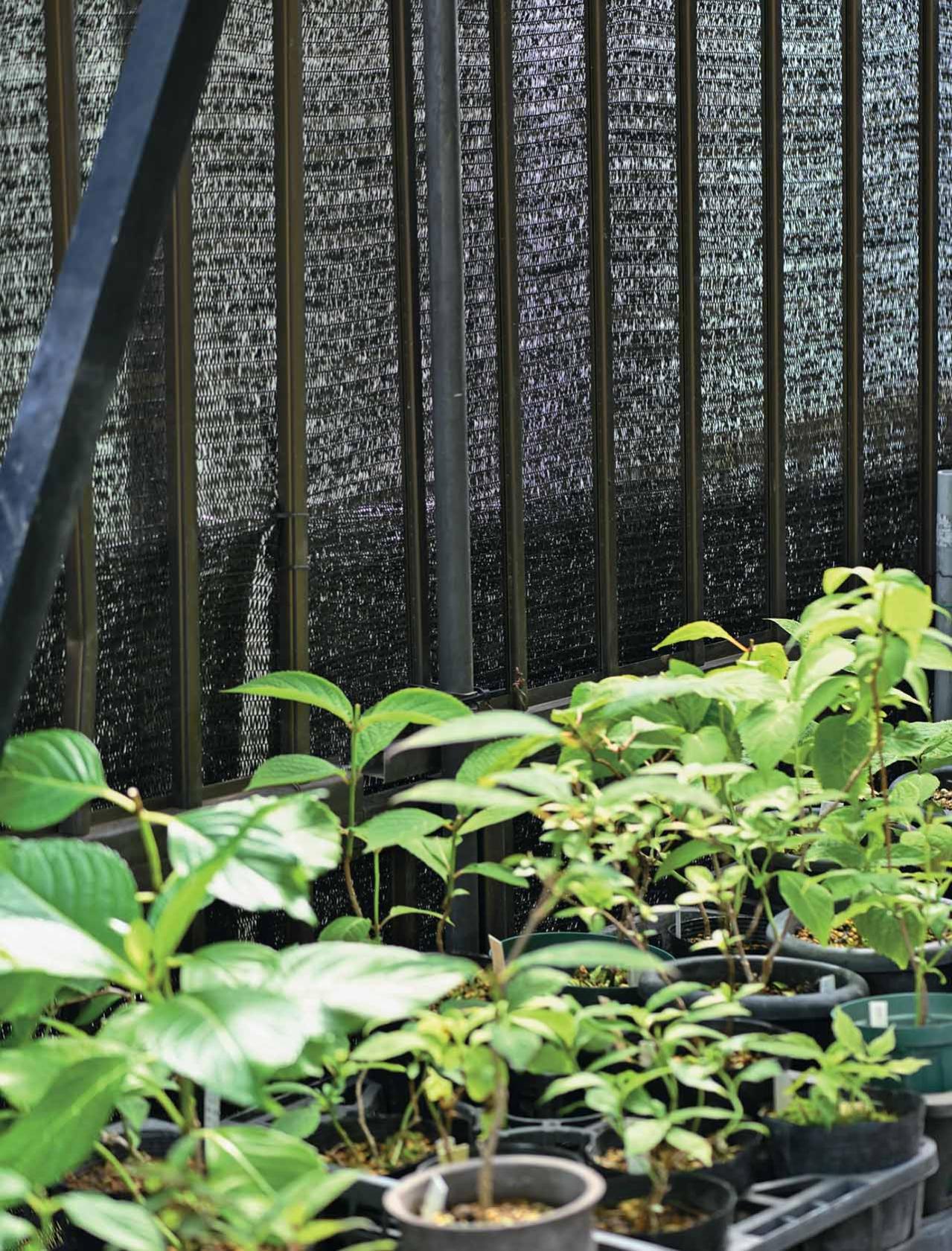 【ヤマアジサイの鉢栽培】夏の管理はここが要点！ 水やり回数と西日対策・風通しの整え方（画像4）