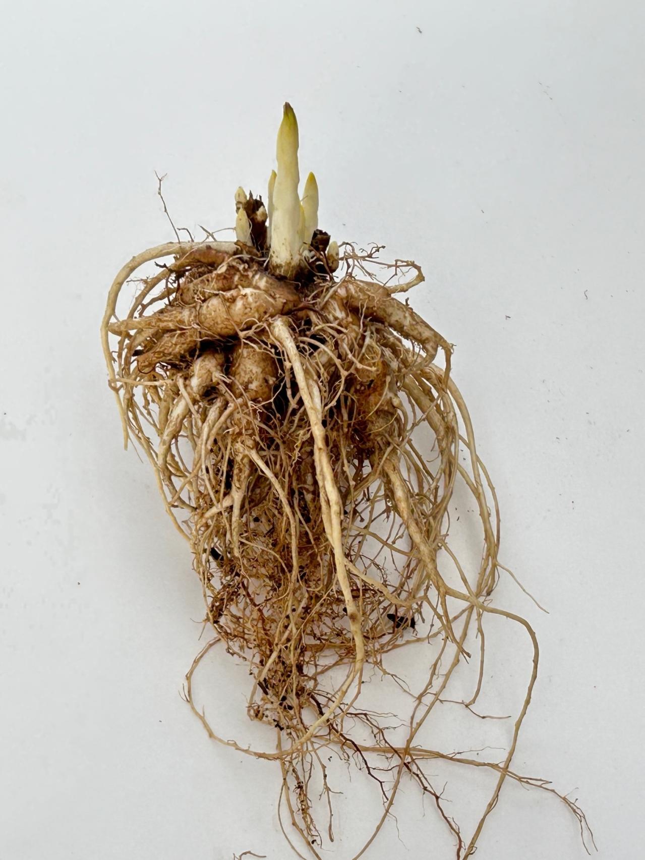 【ガーデニングQ&A】キキョウの花を翌年もきれいに咲かせるには？（画像3）