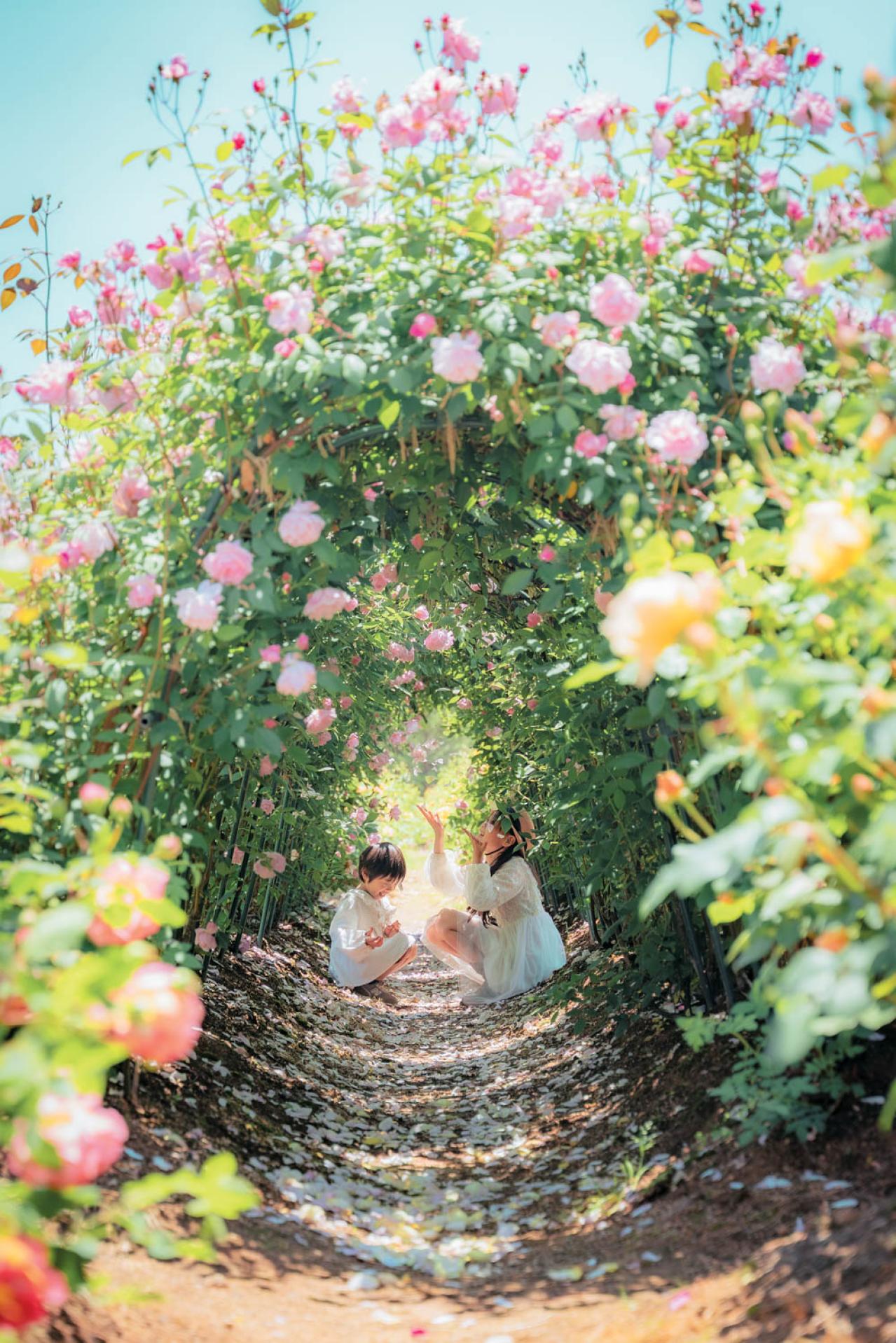 そらの花畑 世羅高原花の森