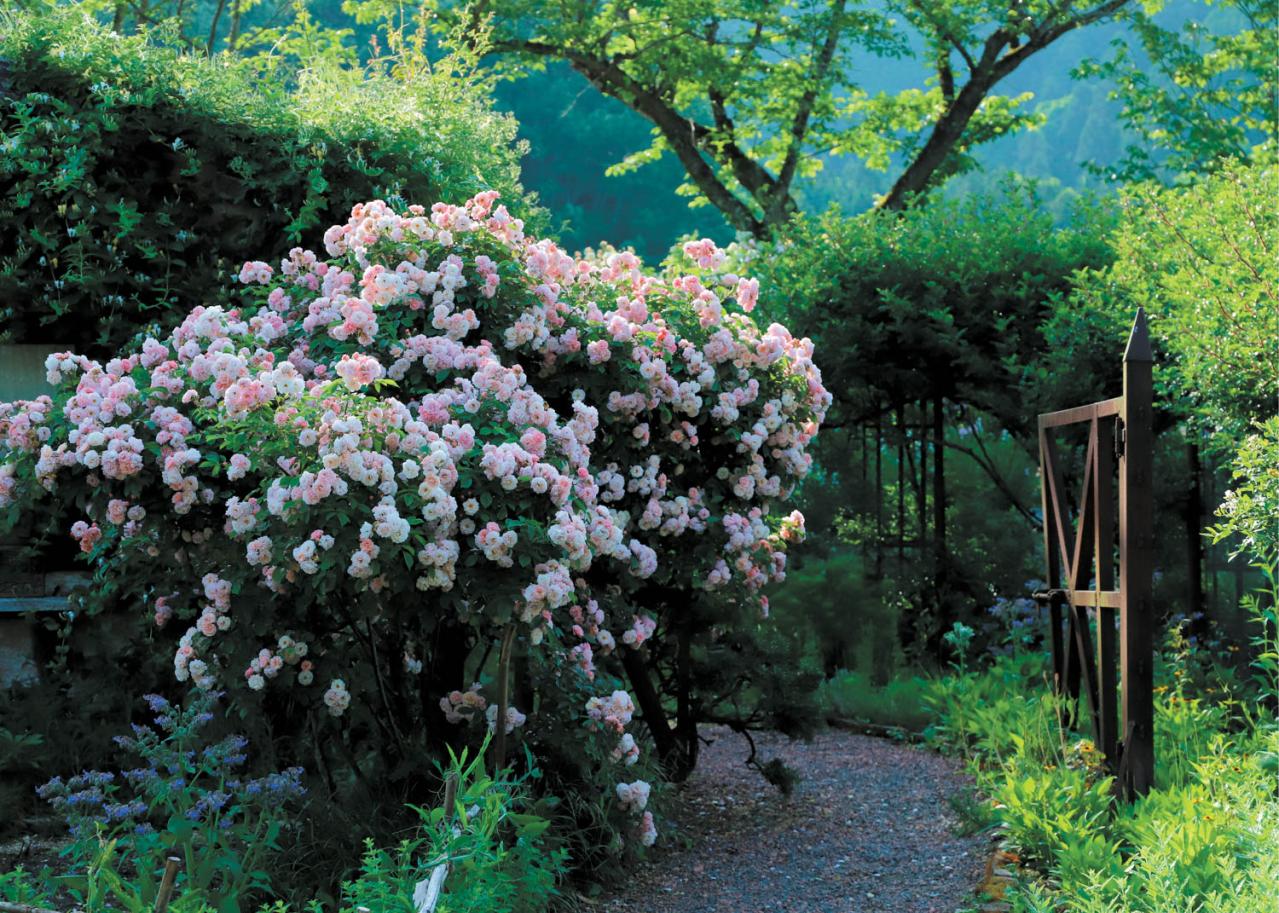 English Garden  ローザンベリー多和田