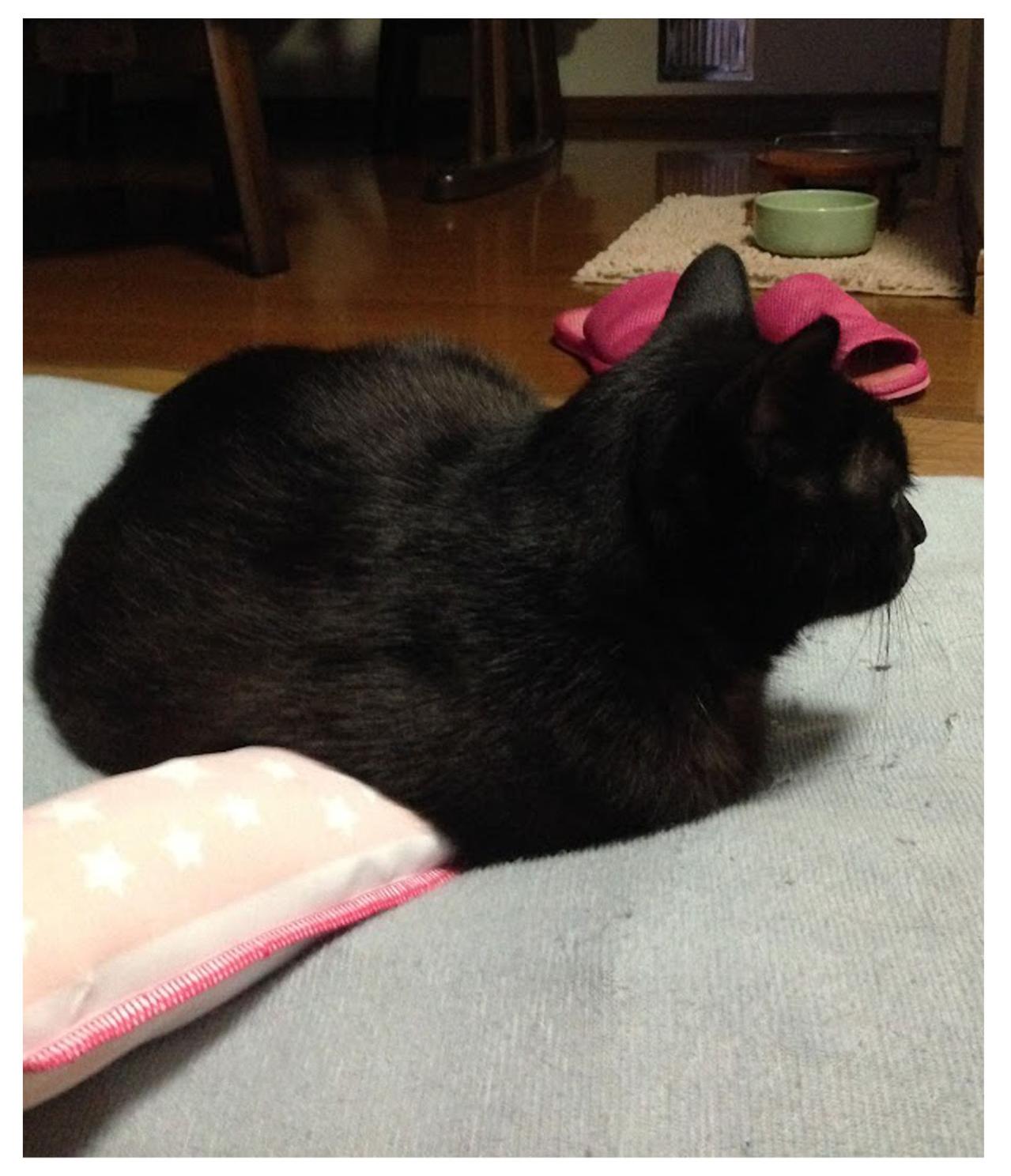 【マンガ・老猫日誌＃92】ある日。異様な空気をまとった桃姐〜思い出の老猫日誌・桃姐と小論（画像3）