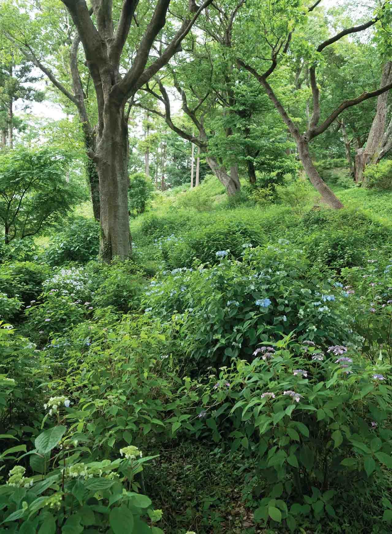 派手じゃないのに心ひかれる！ 鎌倉市・六国見山で見頃を迎える【ヤマアジサイ】の景色と歩き方（画像2）