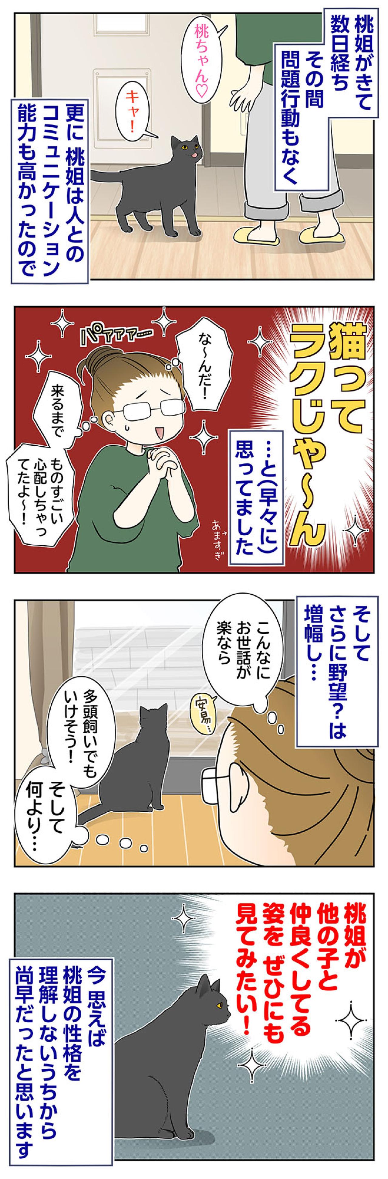 【マンガ・老猫日誌＃88】家に馴染むのが早かった桃姐〜思い出の老猫日誌・桃姐と小論（画像2）