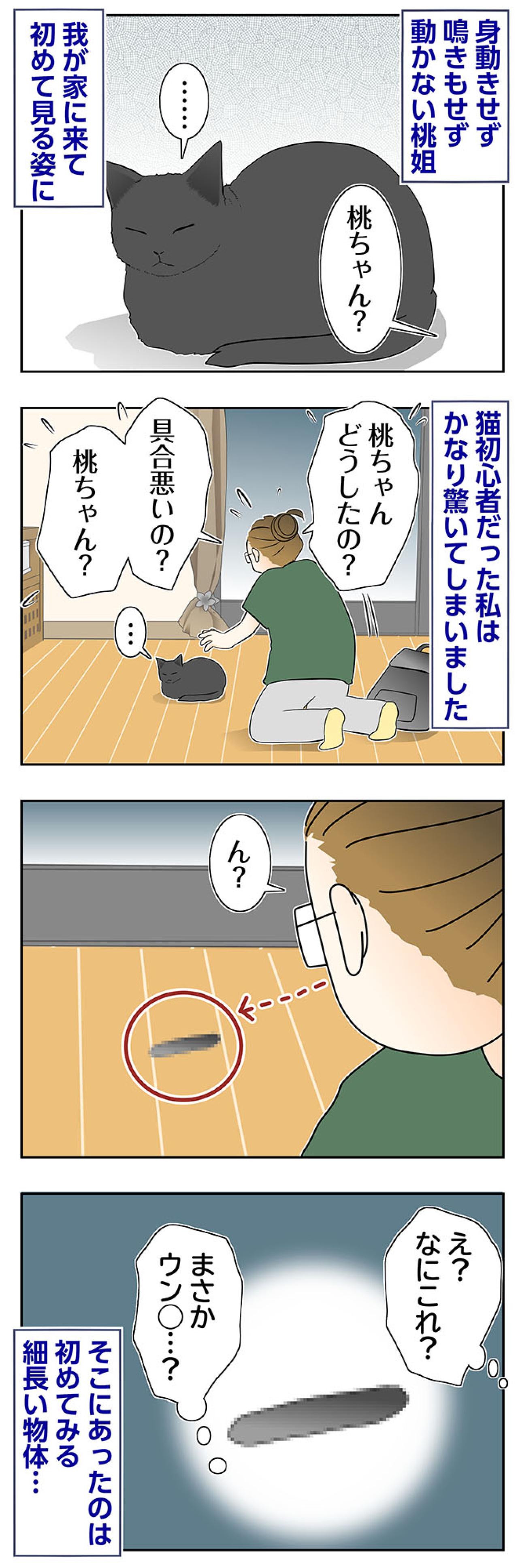 【マンガ・老猫日誌＃93】桃姐のそばに謎の物体が！〜思い出の老猫日誌・桃姐と小論（画像2）