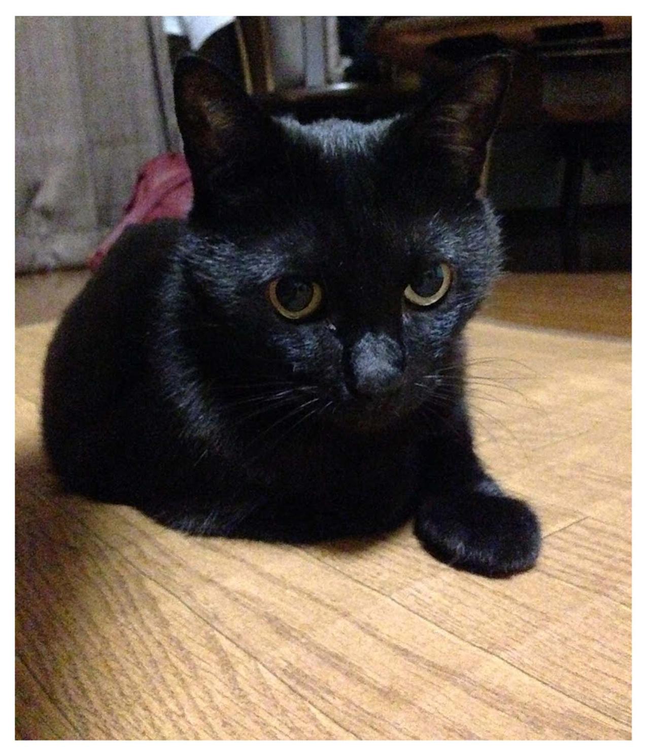 【マンガ・老猫日誌＃93】桃姐のそばに謎の物体が！〜思い出の老猫日誌・桃姐と小論（画像3）
