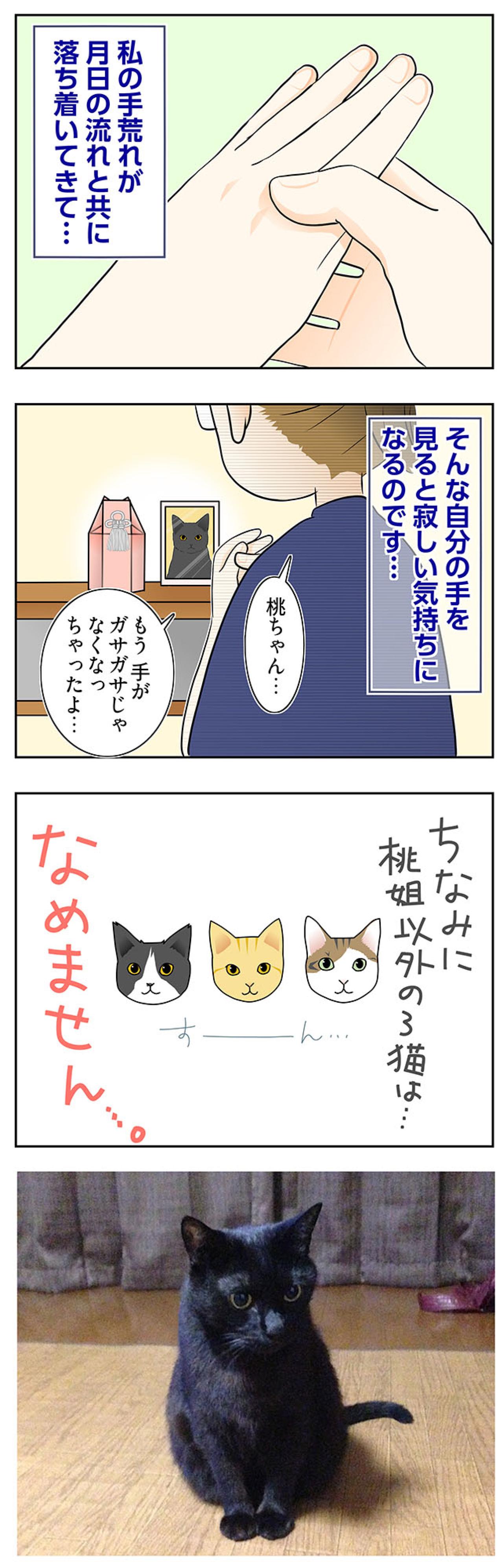 【マンガ・老猫日誌＃87】手荒れがいつまでも治らなかった理由〜思い出の老猫日誌・桃姐と小論（画像3）