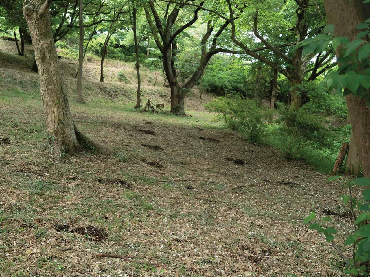派手じゃないのに心ひかれる！ 鎌倉市・六国見山で見頃を迎える【ヤマアジサイ】の景色と歩き方（画像7）