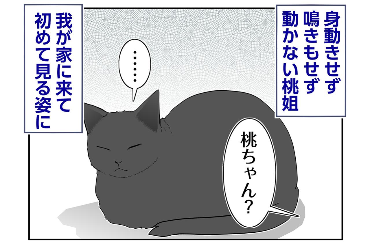 【マンガ・老猫日誌＃93】桃姐のそばに謎の物体が！〜思い出の老猫日誌・桃姐と小論