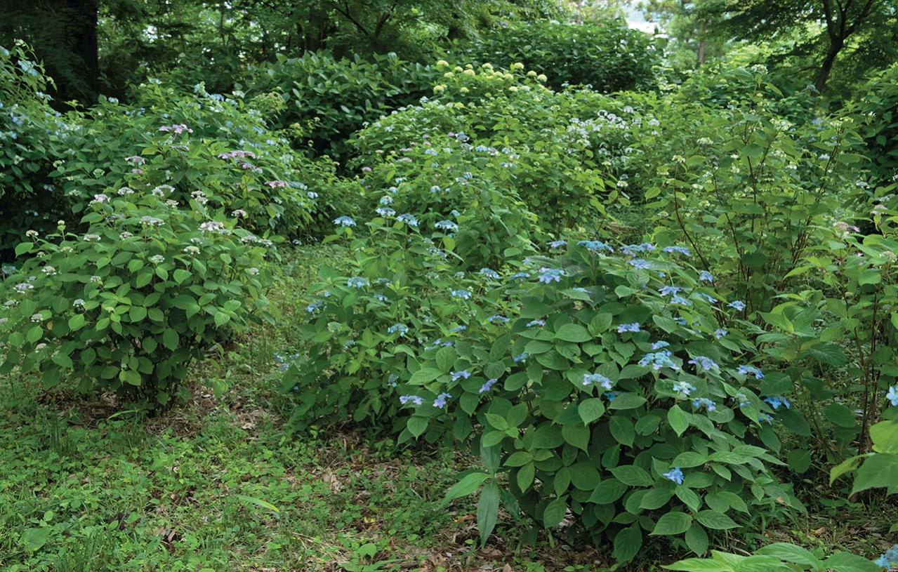 派手じゃないのに心ひかれる！ 鎌倉市・六国見山で見頃を迎える【ヤマアジサイ】の景色と歩き方（画像6）