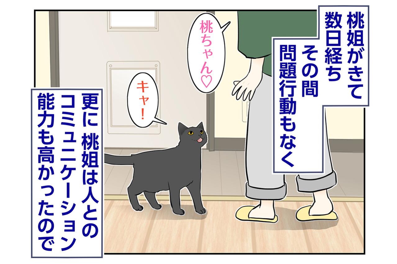 【マンガ・老猫日誌＃88】家に馴染むのが早かった桃姐〜思い出の老猫日誌・桃姐と小論