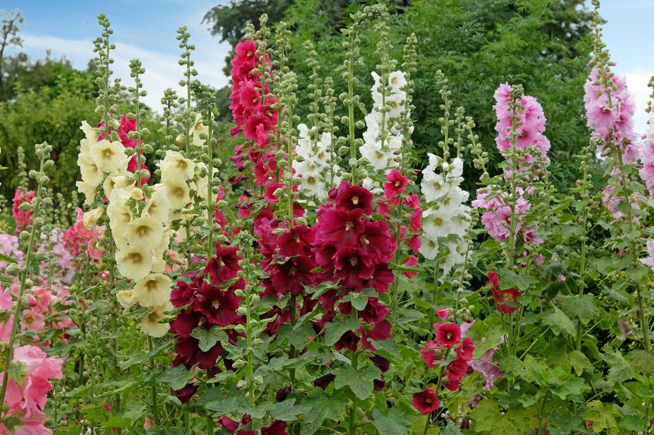 花を並べてもまとまらない…を解決！「高低差」で庭・ベランダを立体的に見せる5つのコツ（画像6）