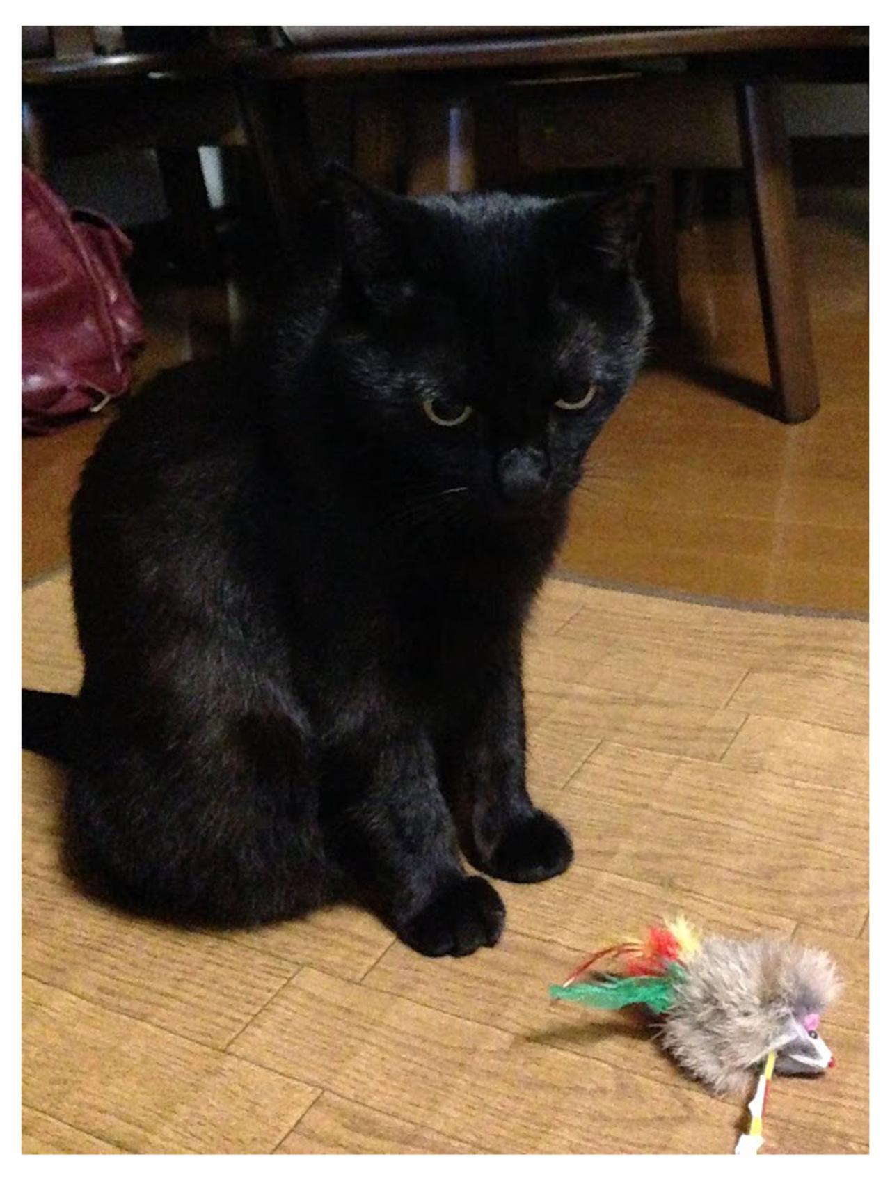 【マンガ・老猫日誌＃91】桃姐の吐く頻度が多かった頃〜思い出の老猫日誌・桃姐と小論（画像3）