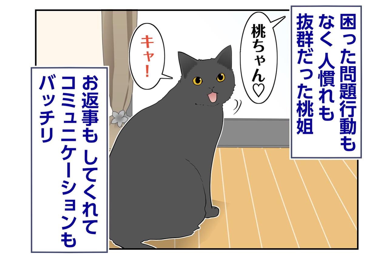 【マンガ・老猫日誌＃90】一つだけ気がかりだったコト〜思い出の老猫日誌・桃姐と小論