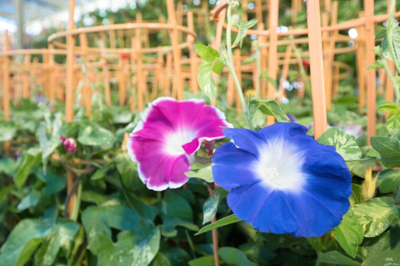 花を並べてもまとまらない…を解決！「高低差」で庭・ベランダを立体的に見せる5つのコツ（画像16）