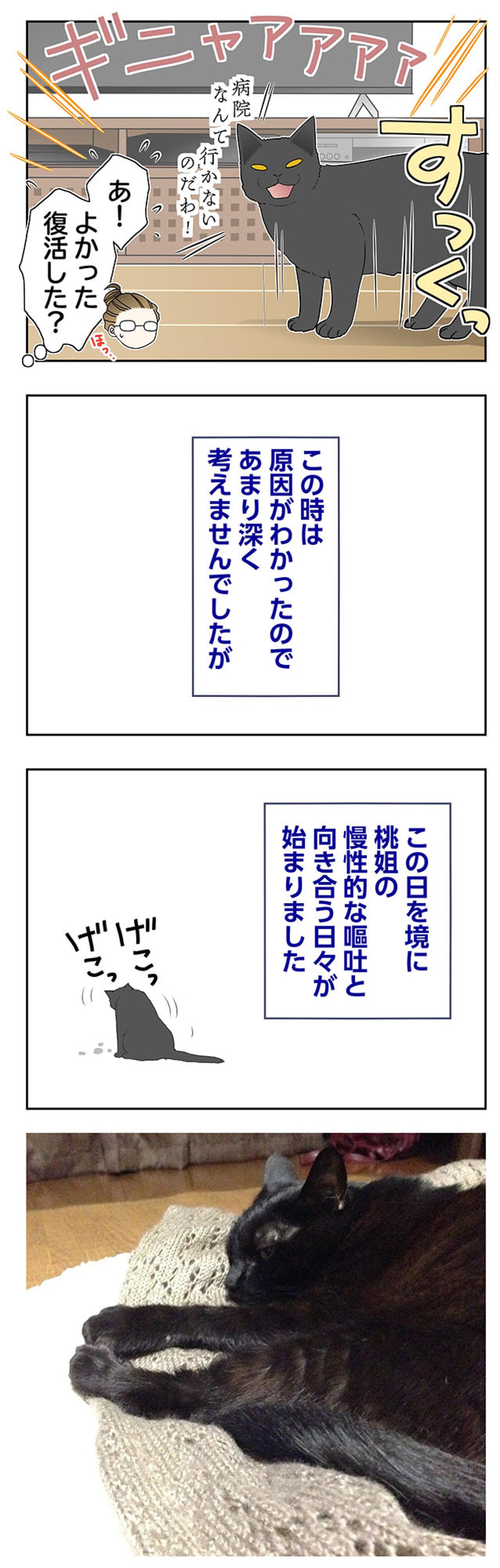 【マンガ・老猫日誌＃95】人生で初めて見た猫の毛玉吐き〜思い出の老猫日誌・桃姐と小論（画像3）