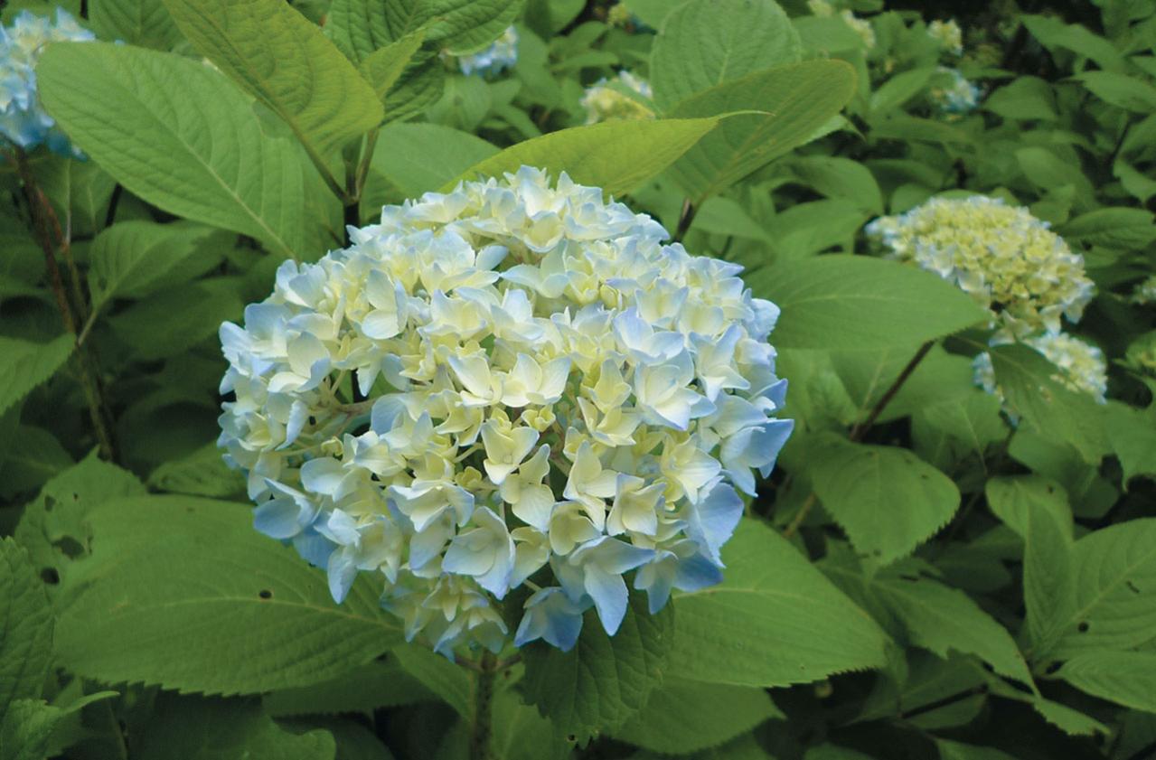【アジサイの分類】がまるわかり！ 自生種・園芸アジサイ・アナベル…主な観賞用アジサイをまとめて整理（画像8）