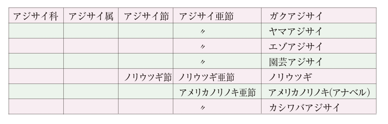 【アジサイの分類】がまるわかり！ 自生種・園芸アジサイ・アナベル…主な観賞用アジサイをまとめて整理（画像5）