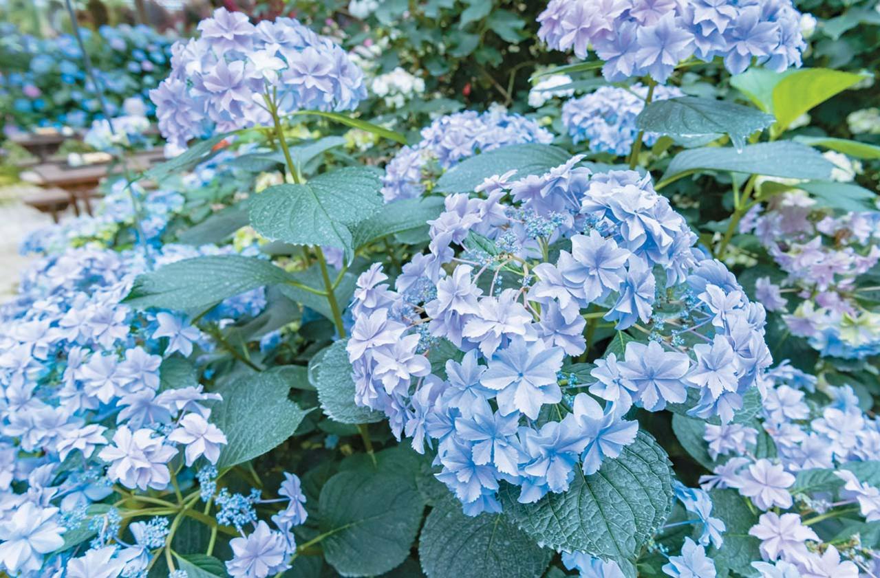 【アジサイの分類】がまるわかり！ 自生種・園芸アジサイ・アナベル…主な観賞用アジサイをまとめて整理（画像9）