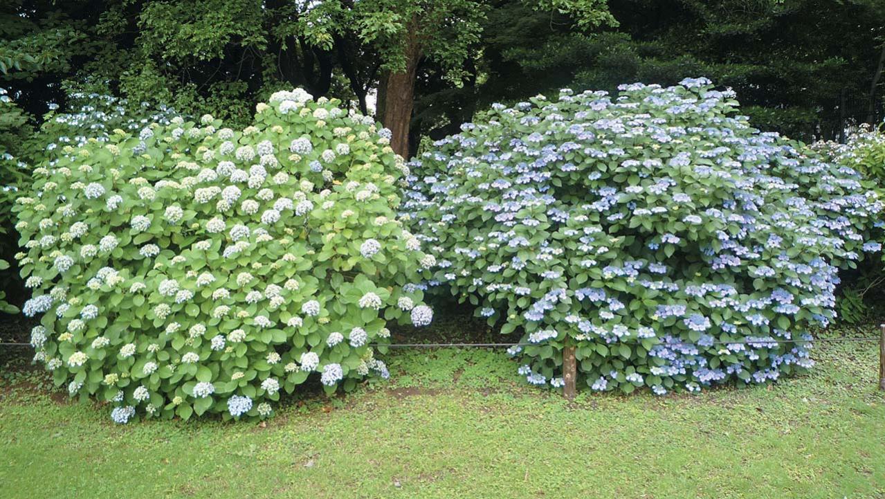 【アジサイの分類】がまるわかり！ 自生種・園芸アジサイ・アナベル…主な観賞用アジサイをまとめて整理（画像6）