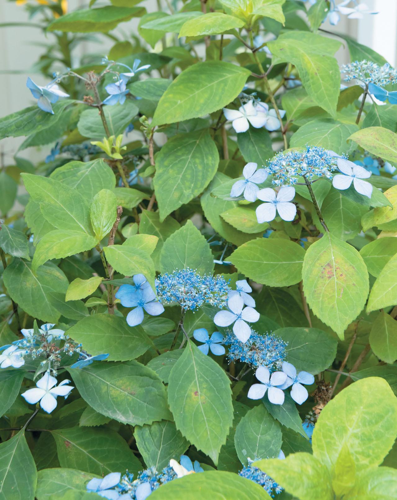 【アジサイの分類】がまるわかり！ 自生種・園芸アジサイ・アナベル…主な観賞用アジサイをまとめて整理（画像4）