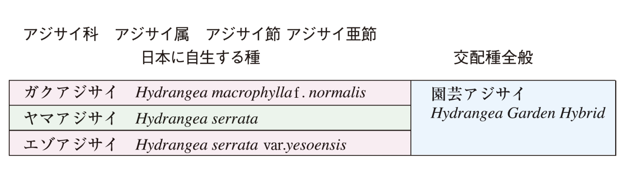 【アジサイの分類】がまるわかり！ 自生種・園芸アジサイ・アナベル…主な観賞用アジサイをまとめて整理（画像3）