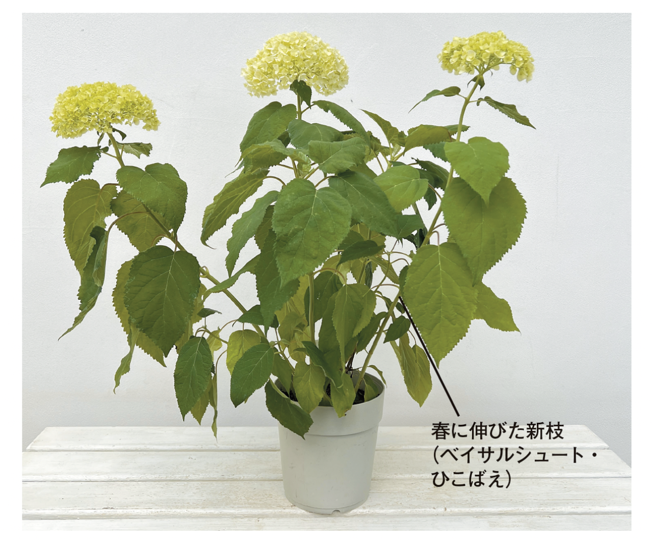 新枝咲き　アジサイ