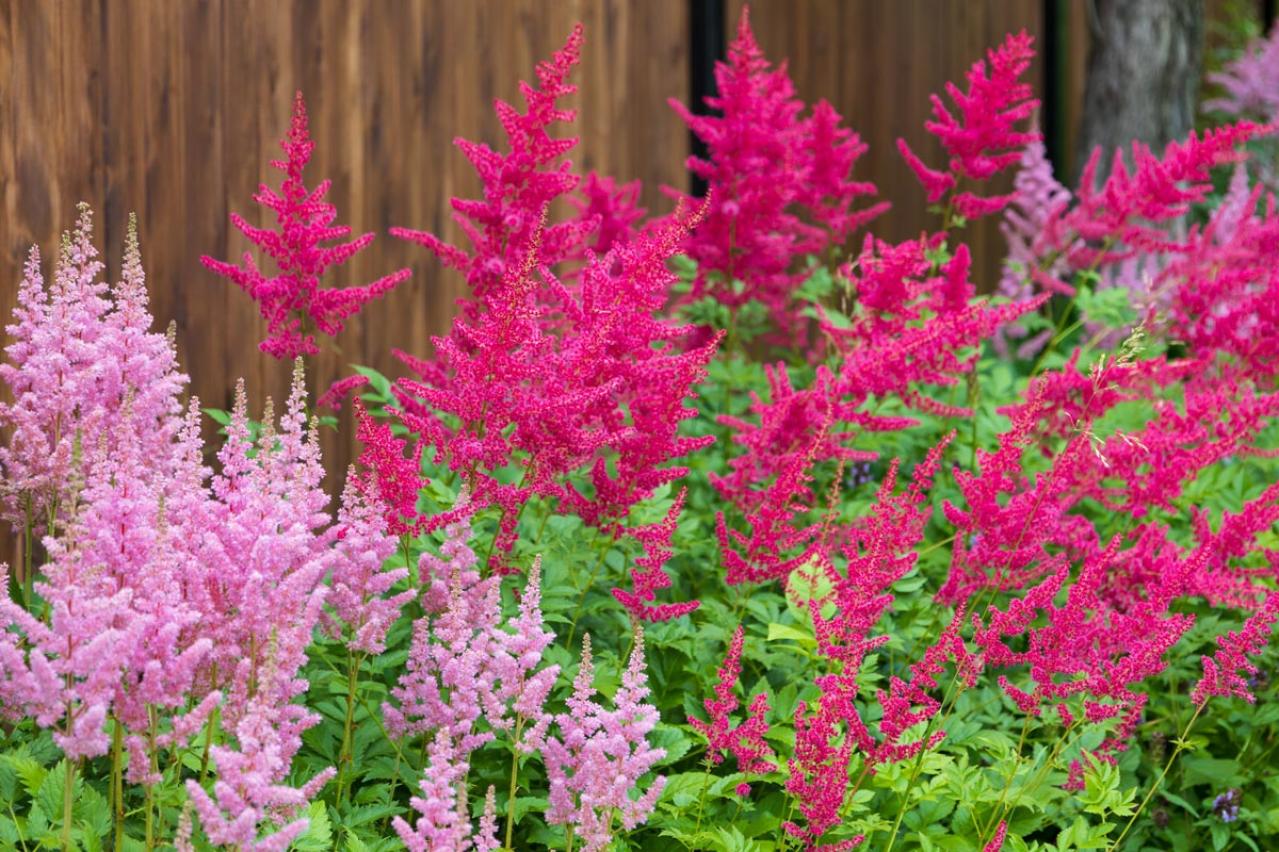 春の花が終わった庭に足すだけ！植えっぱなしで毎年咲く初夏の宿根草【8選】（画像13）