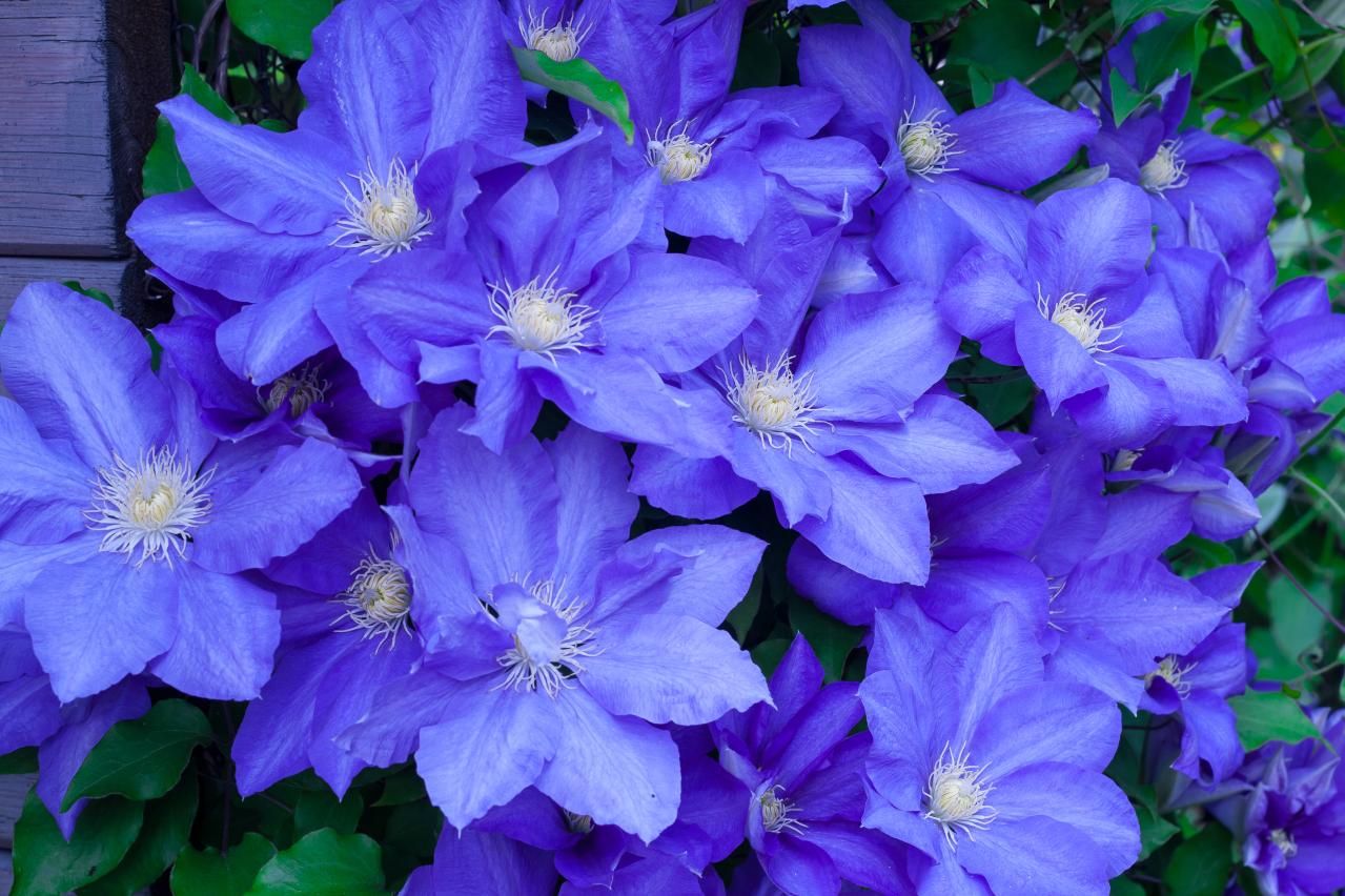 春の花が終わった庭に足すだけ！植えっぱなしで毎年咲く初夏の宿根草【8選】（画像11）