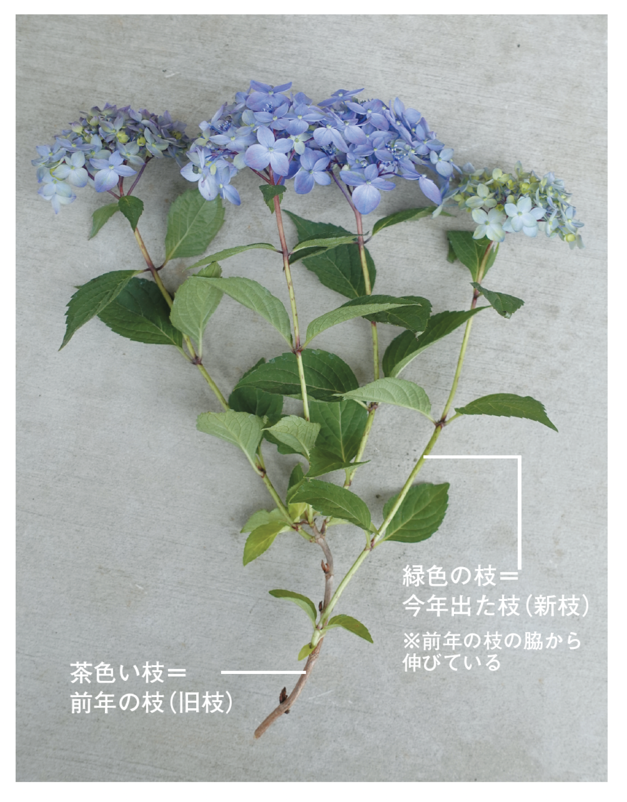 旧枝咲き側枝着花性　アジサイ