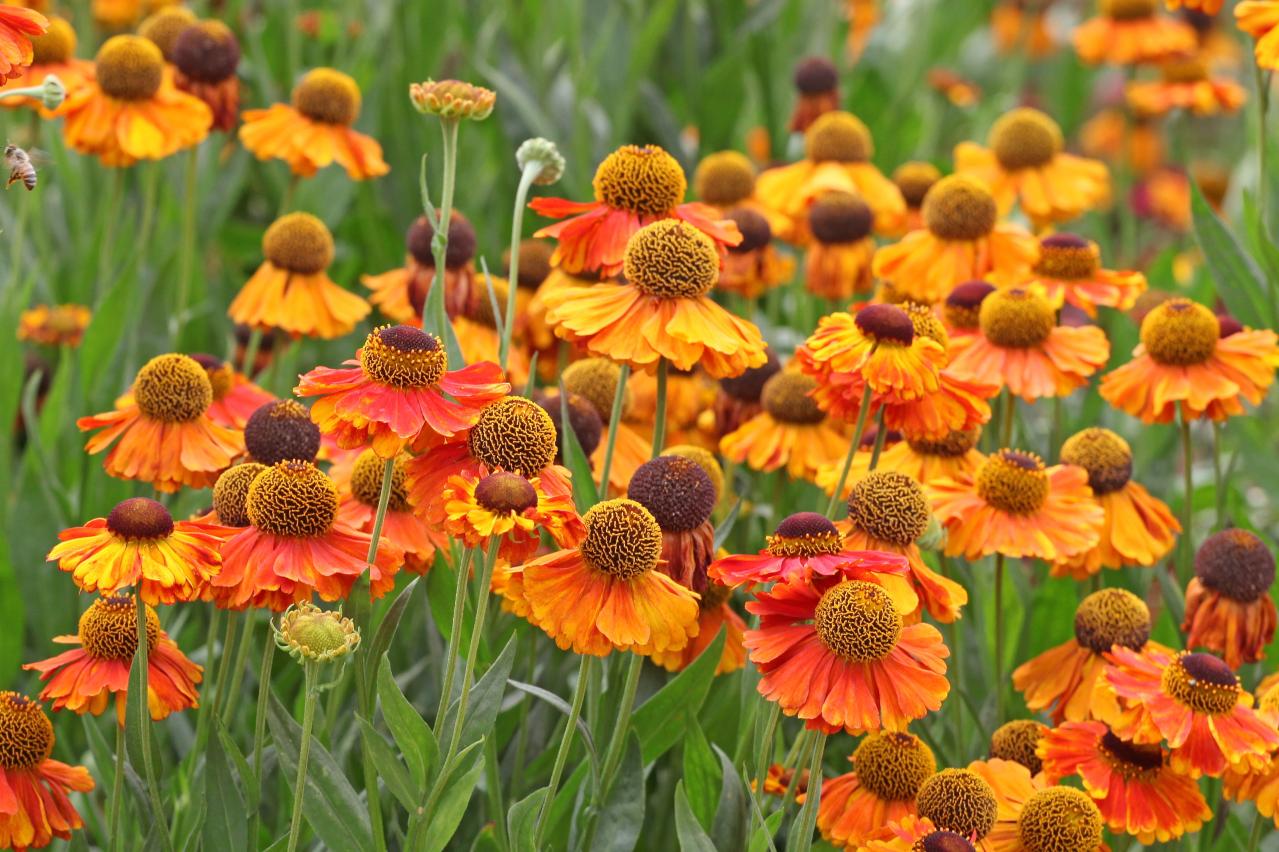 春の花が終わった庭に足すだけ！植えっぱなしで毎年咲く初夏の宿根草【8選】（画像10）