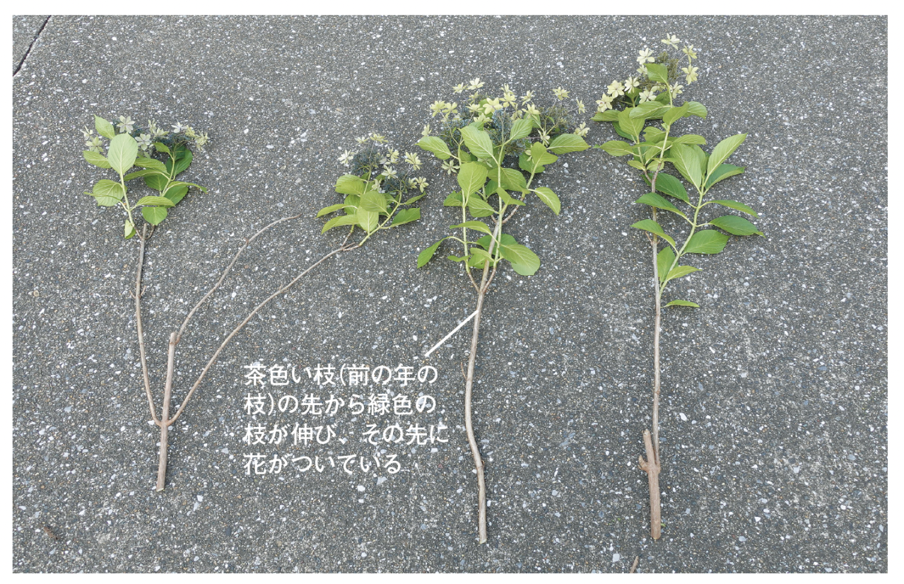 旧枝咲き頂芽着花性　アジサイ