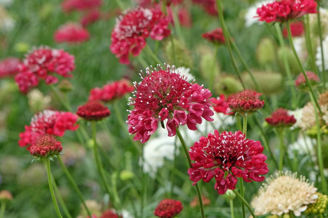 春の花が終わった庭に足すだけ！植えっぱなしで毎年咲く初夏の宿根草【8選】（画像5）