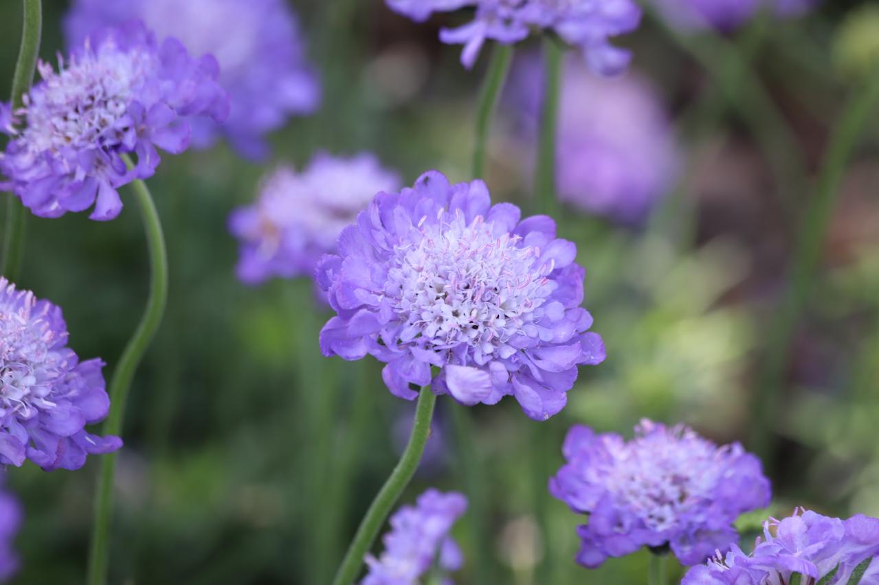 春の花が終わった庭に足すだけ！植えっぱなしで毎年咲く初夏の宿根草【8選】（画像4）